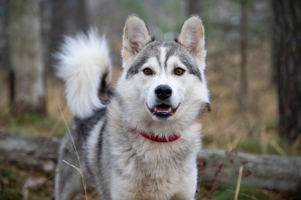 Photograph by Анастасия Рысь