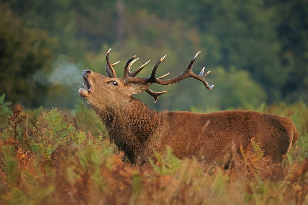 Photograph by Dimitar Nedelchev