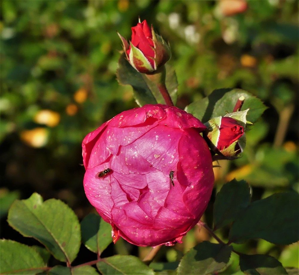 Краски осени