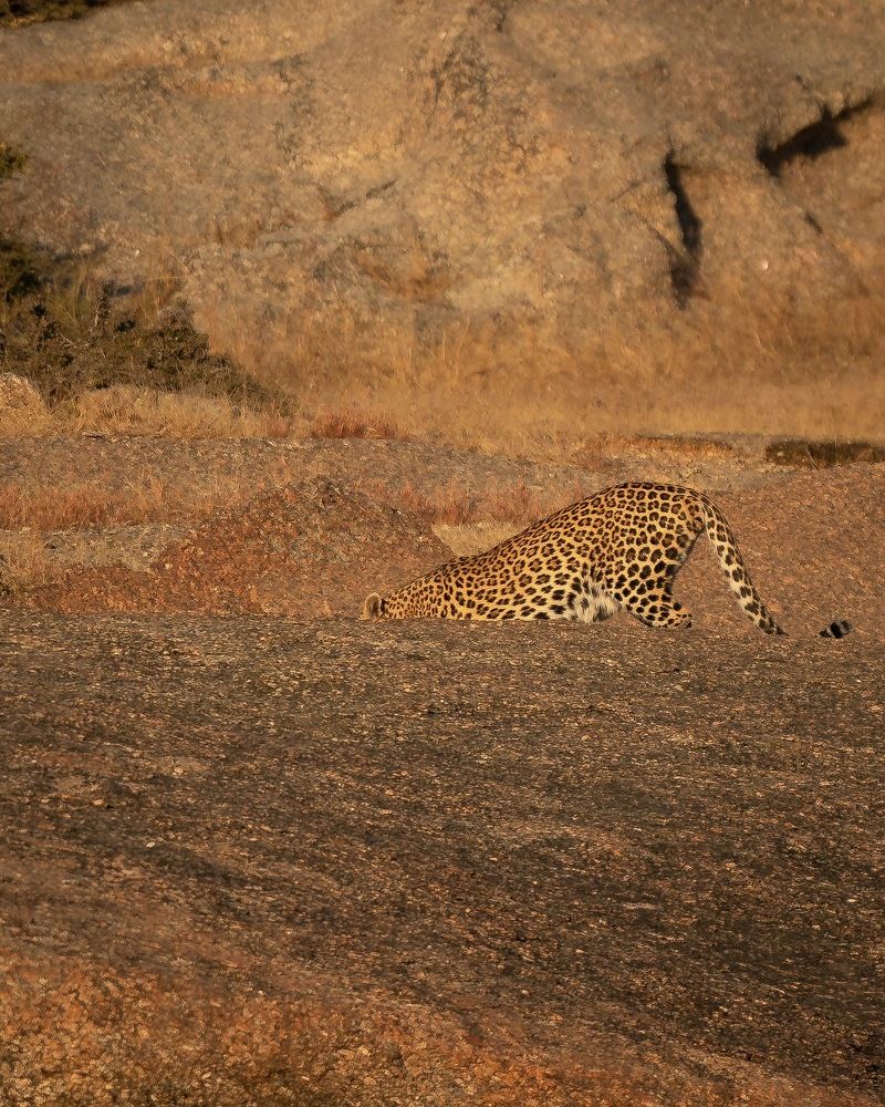 Фотография автора MANJUNATH BAGADE