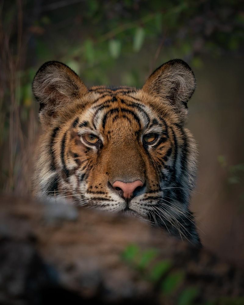 Фотография автора MANJUNATH BAGADE