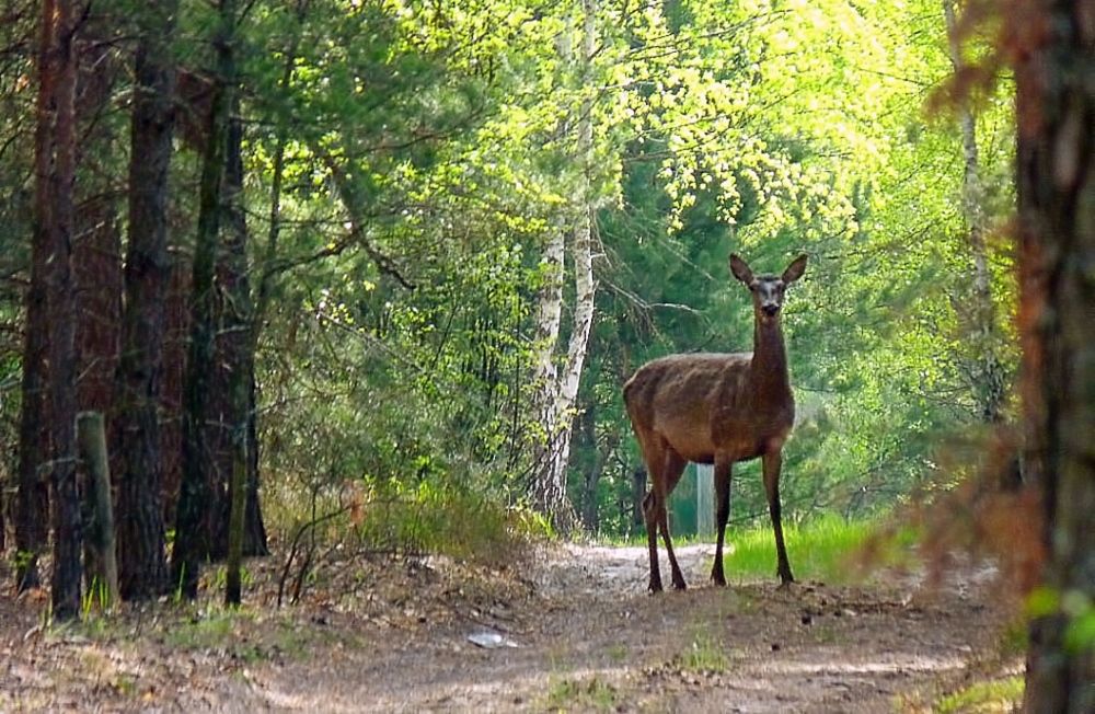 Photograph by Савоцкий Роман