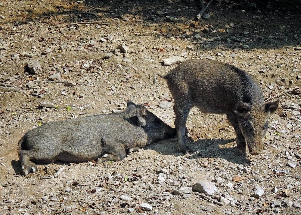 Фотография автора Роман Савоцкий