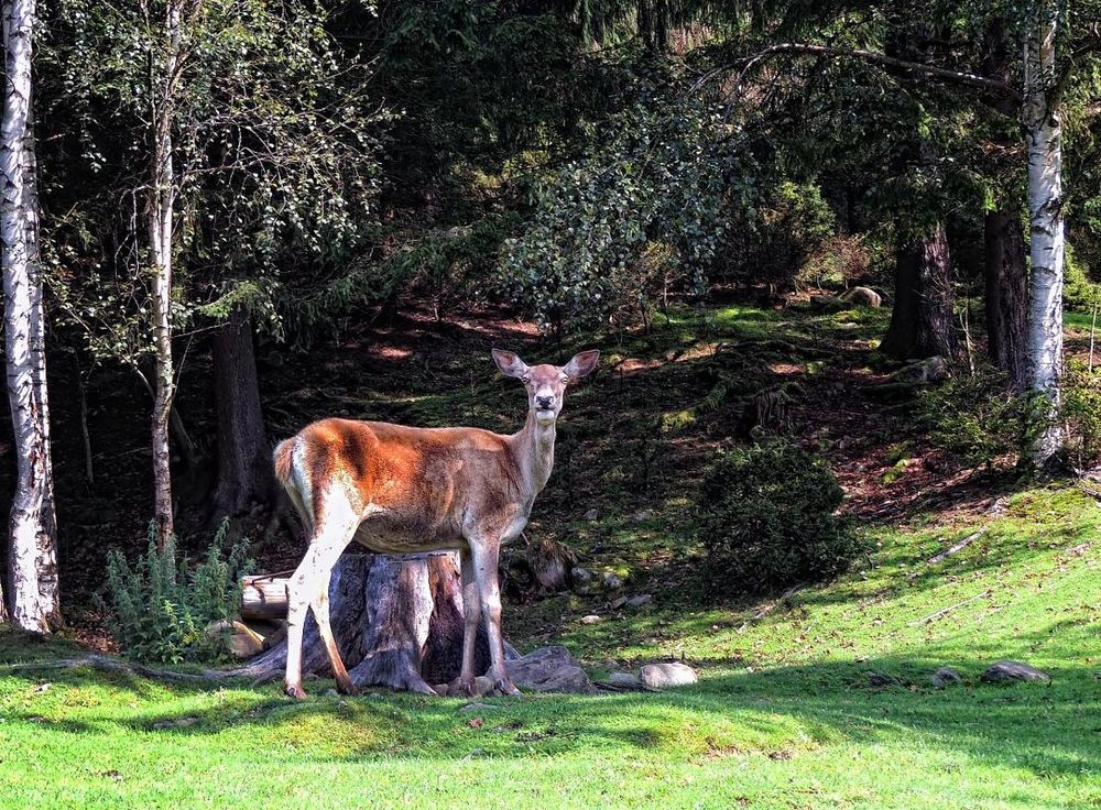 Фотография автора Роман Савоцкий