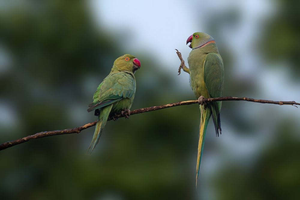 A Rose-ringed parakeet couple