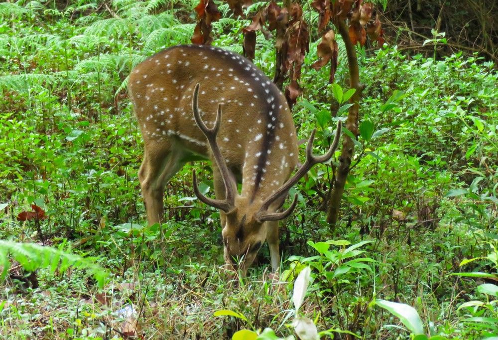 Spotted deer grazing at close range