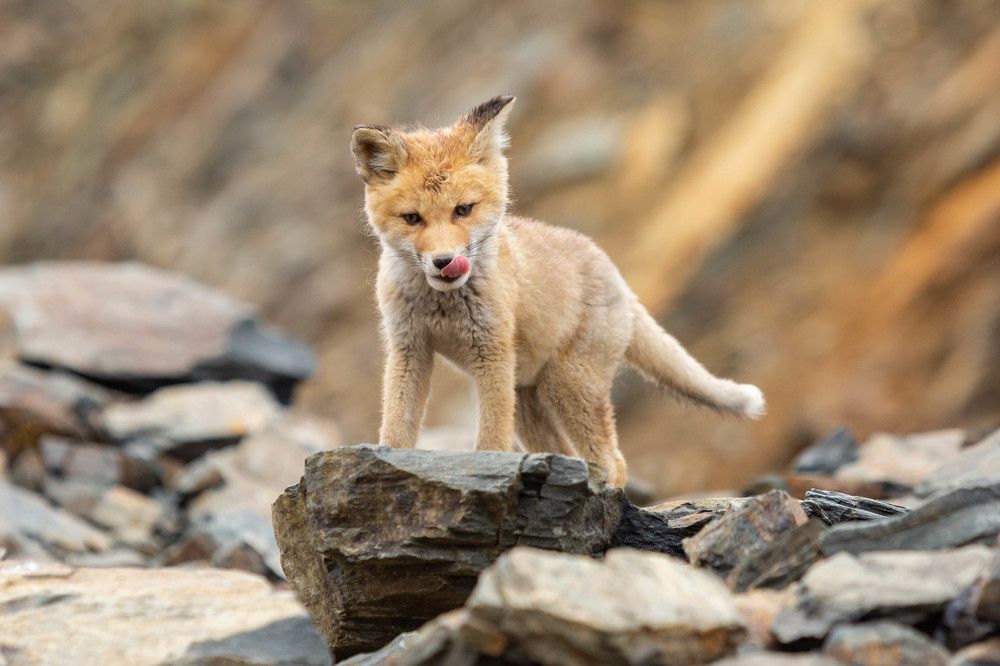 Король лис...