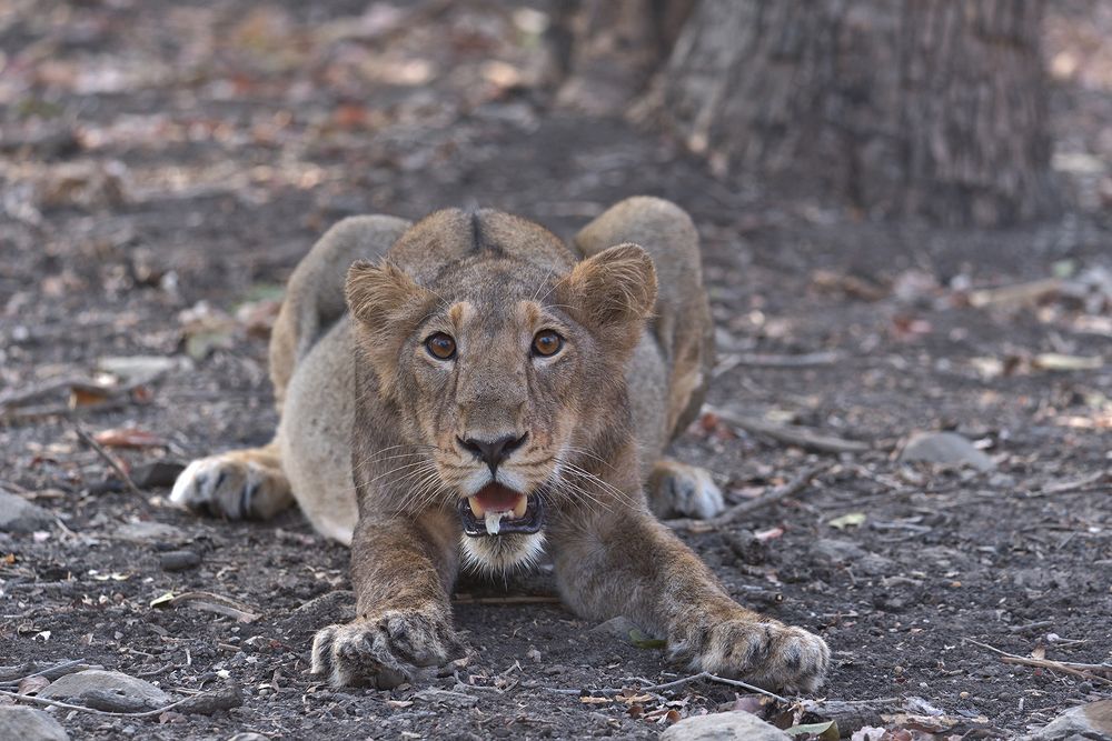 Photograph by hirak majumdar