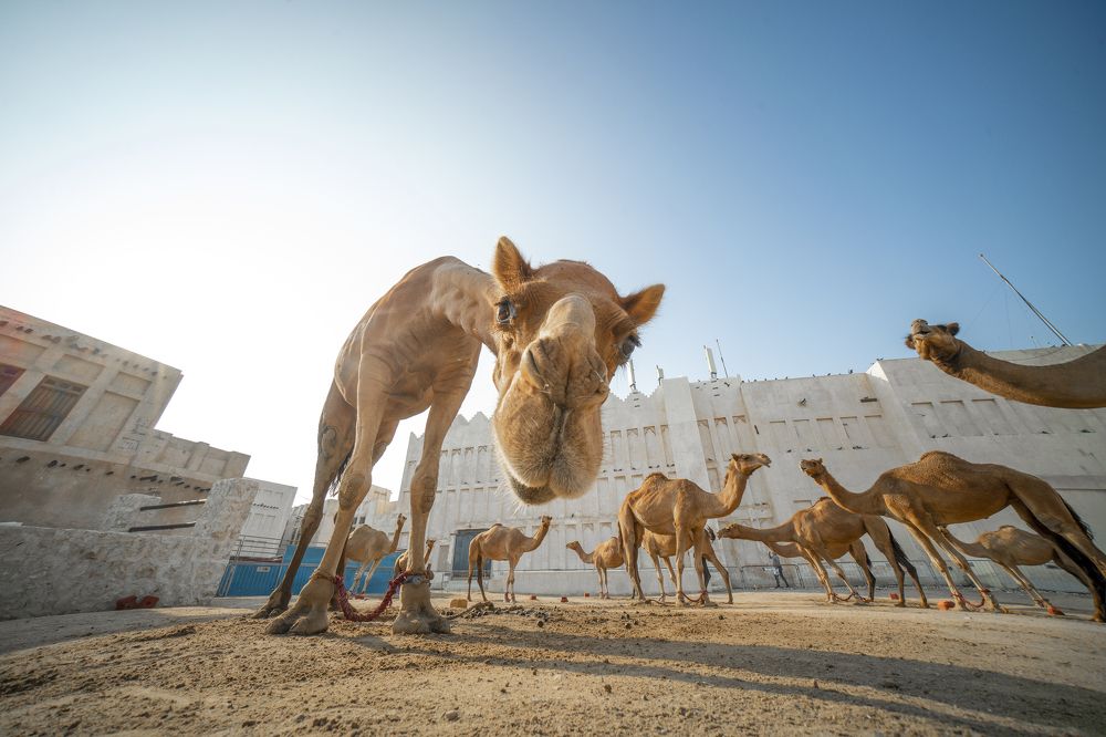 Фотография автора RanoosH ALi