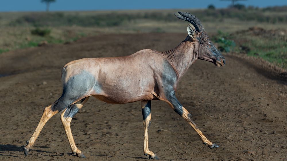 Фотография автора Gokul Addanki