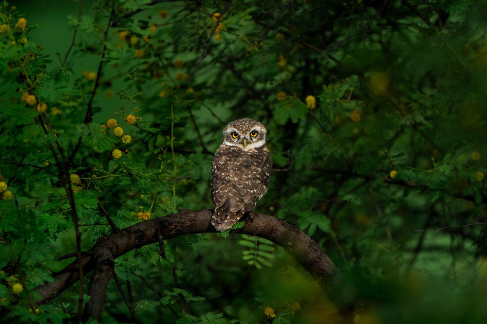 Photograph by Himanshu Arora