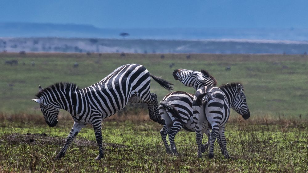 Фотография автора Gokul Addanki