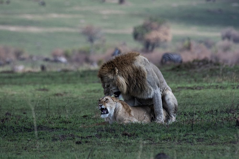 Фотография автора Gokul Addanki