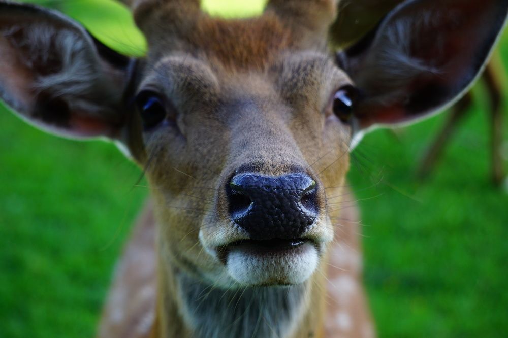 Фотография автора Ramin Ismayilov