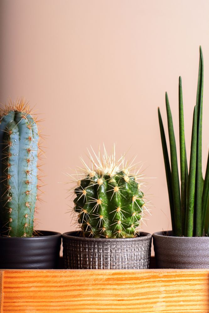 Photograph by Lesya Lambada