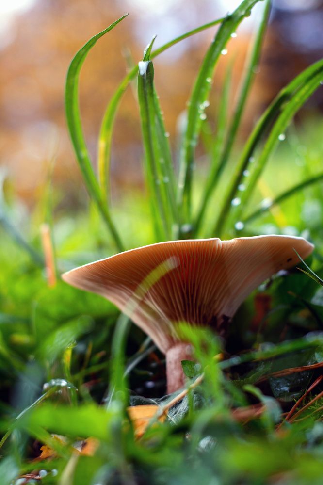 Photograph by Lesya Lambada