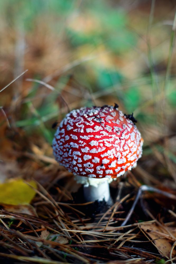 Photograph by Lesya Lambada