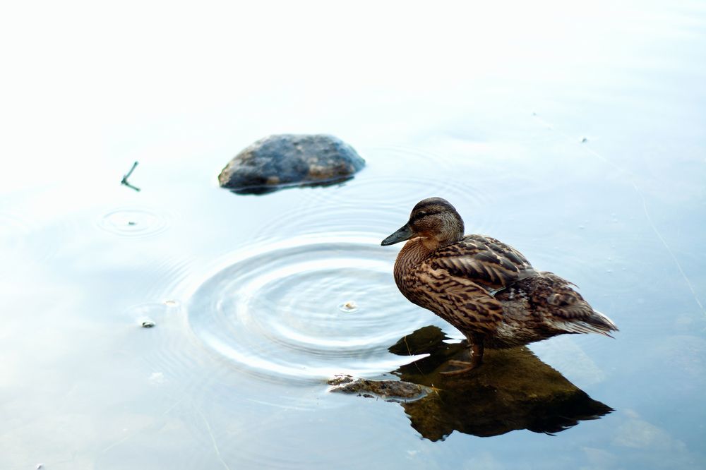 Photograph by Lesya Lambada