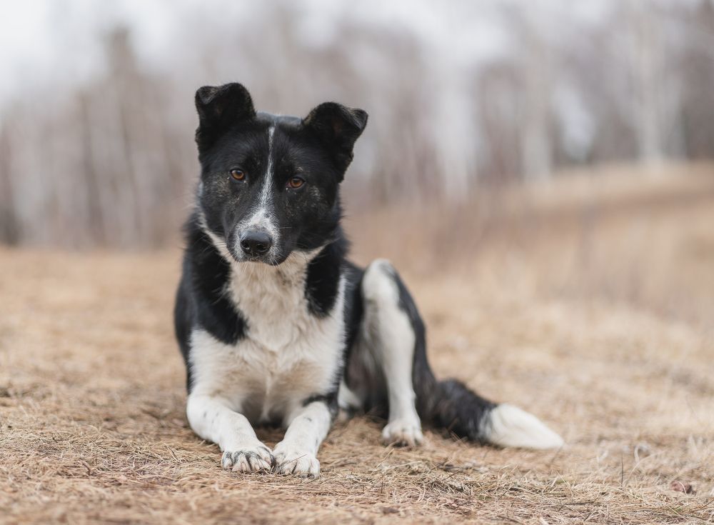 Собака на прогулке