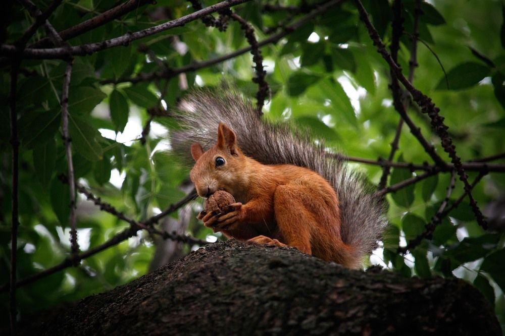 Photograph by Bogdan Karabak
