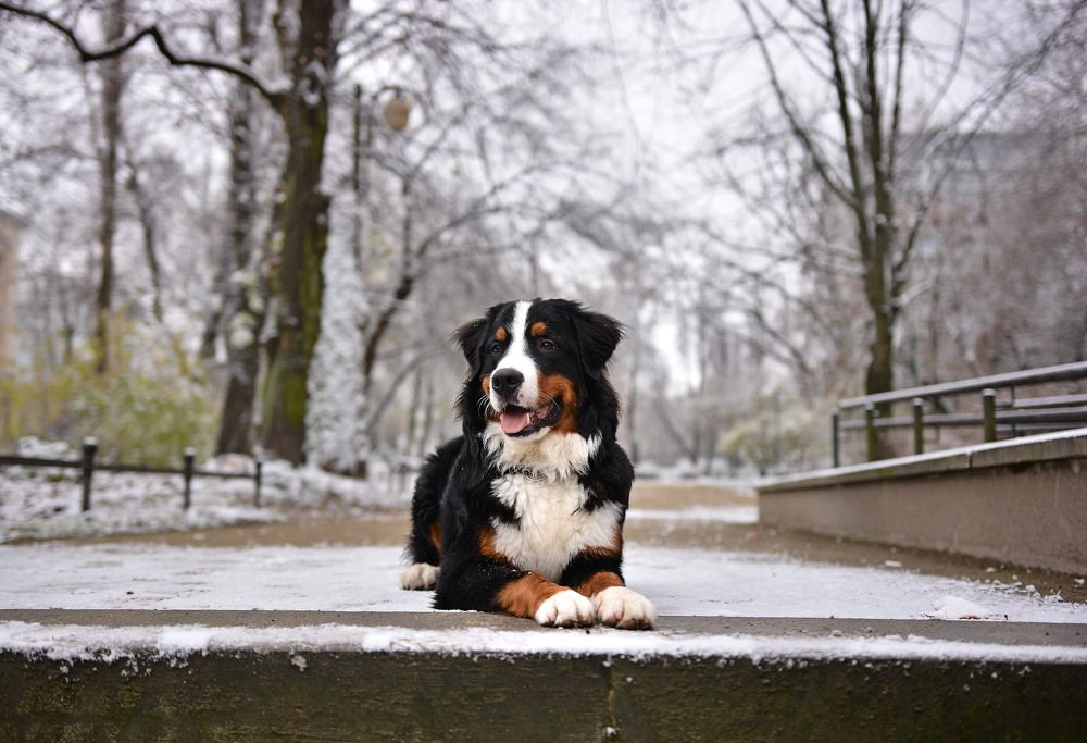 Photograph by Paweł Siodłowski
