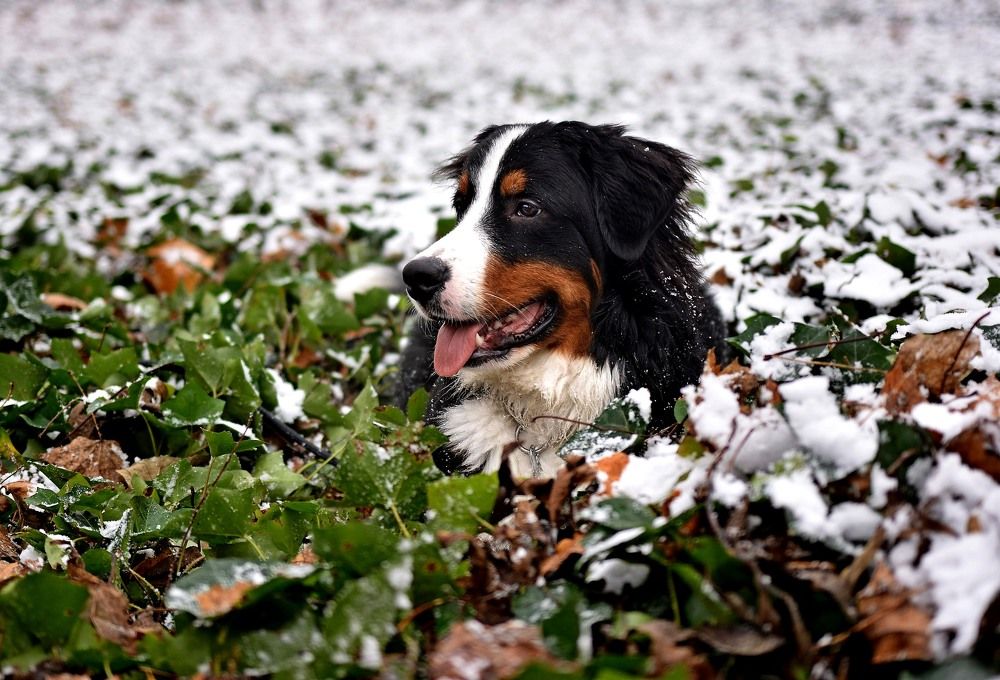 Photograph by Paweł Siodłowski