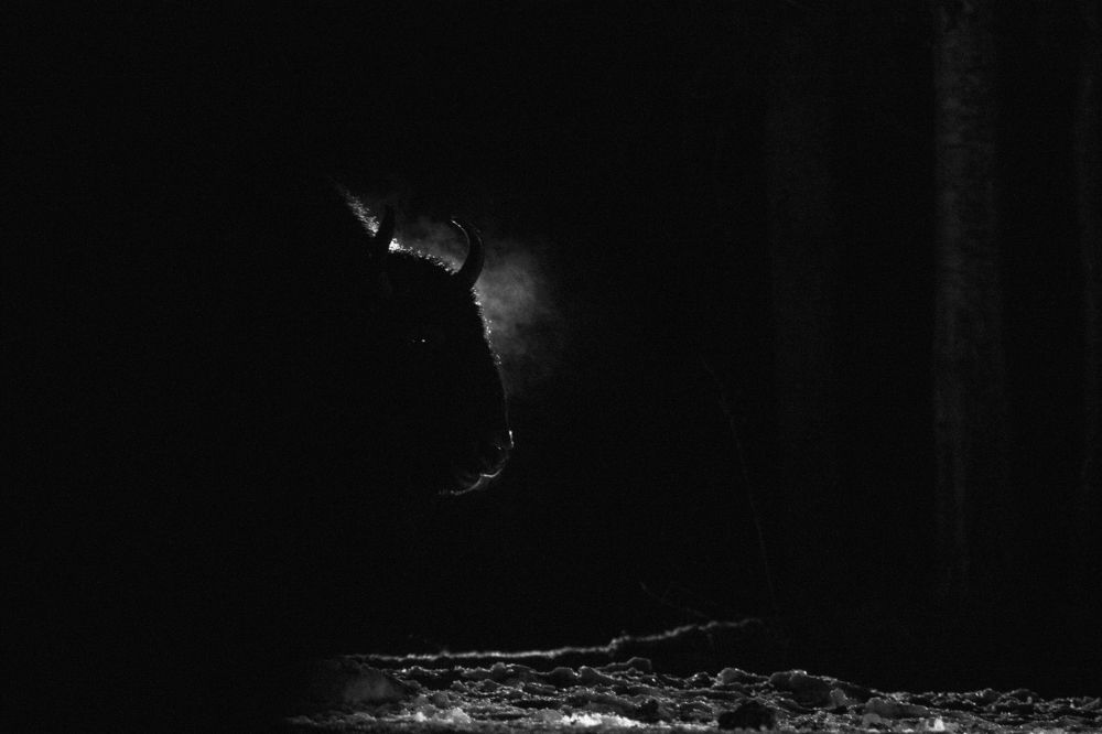 Ночной зверь...