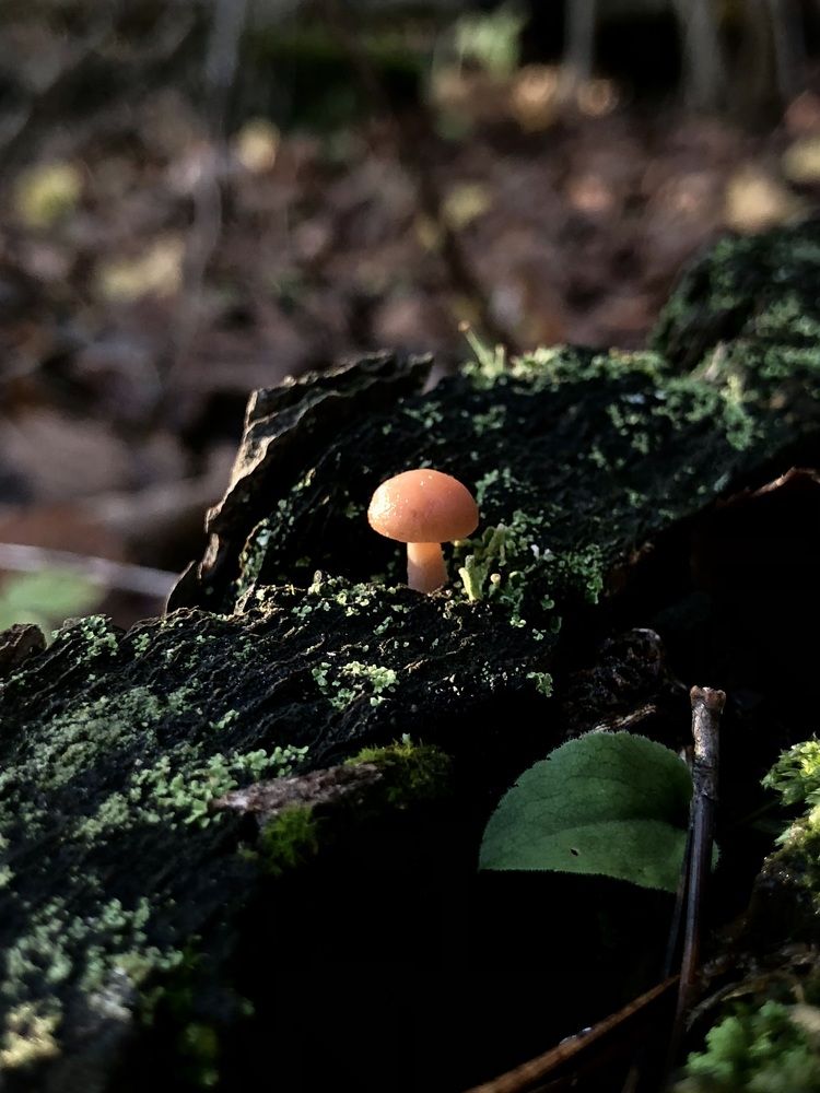 Photograph by Halina Mitsevich