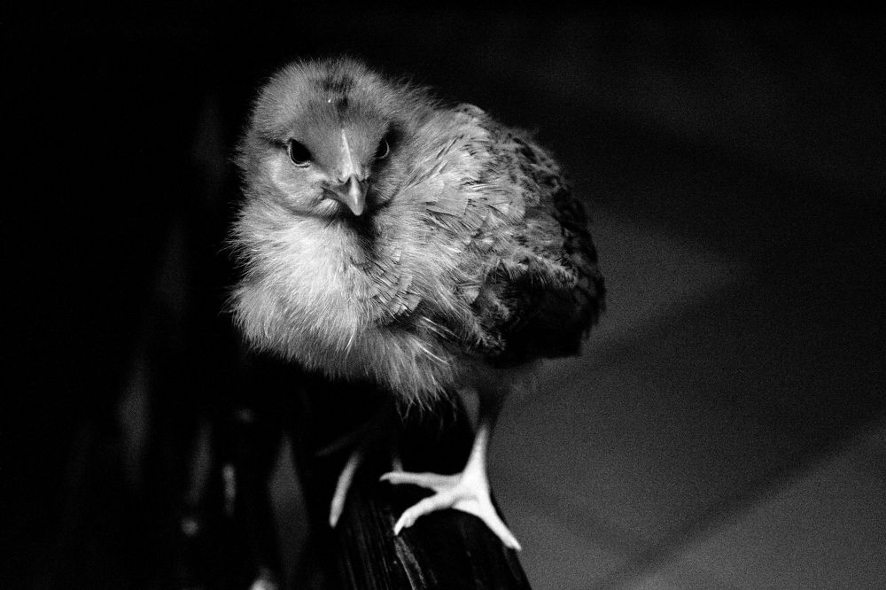 Photograph by Lesya Lambada