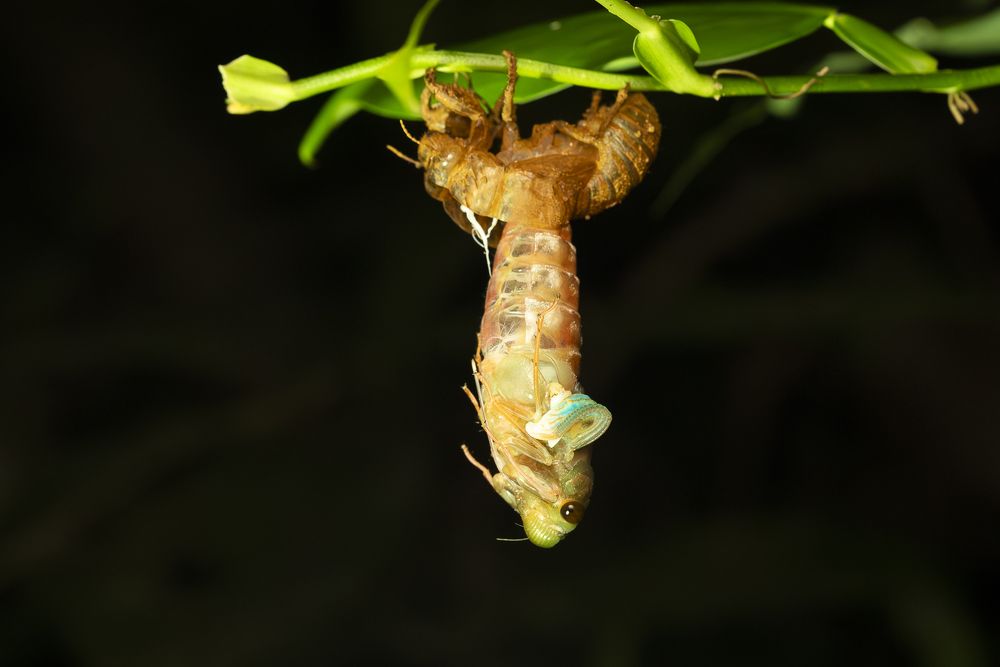 Cicada Melting