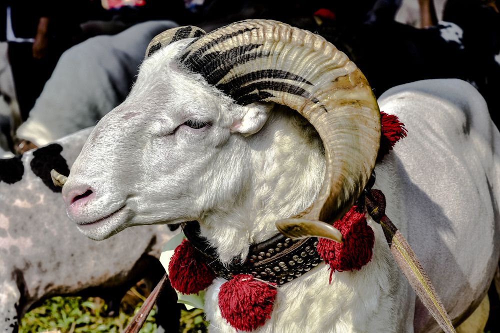 Garut sheep contest