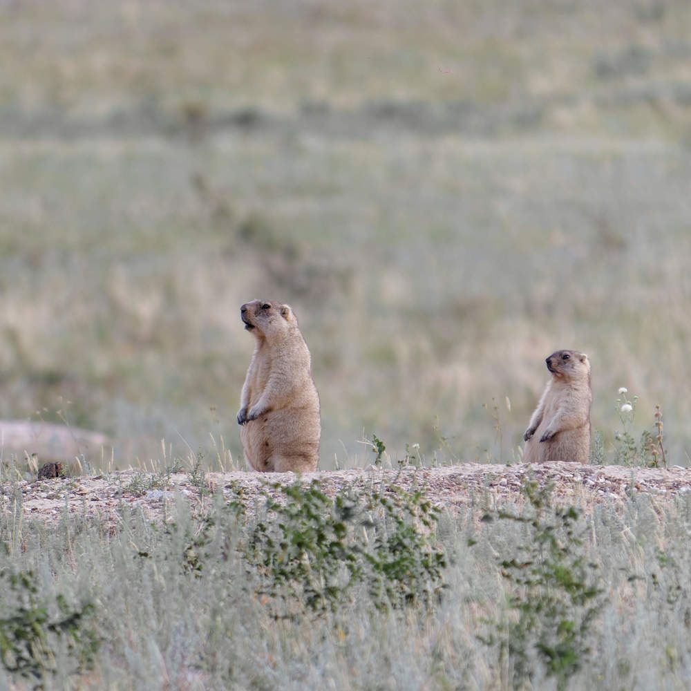 Семья сурков в ожидании