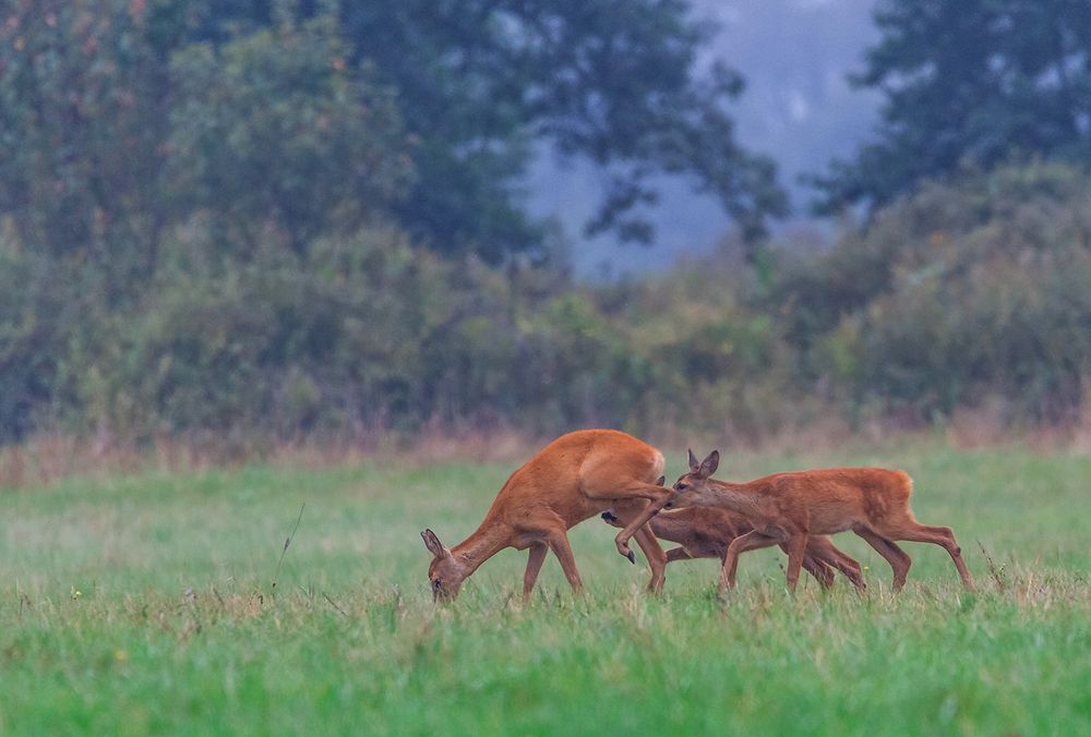 Photograph by Андрей Селиванов