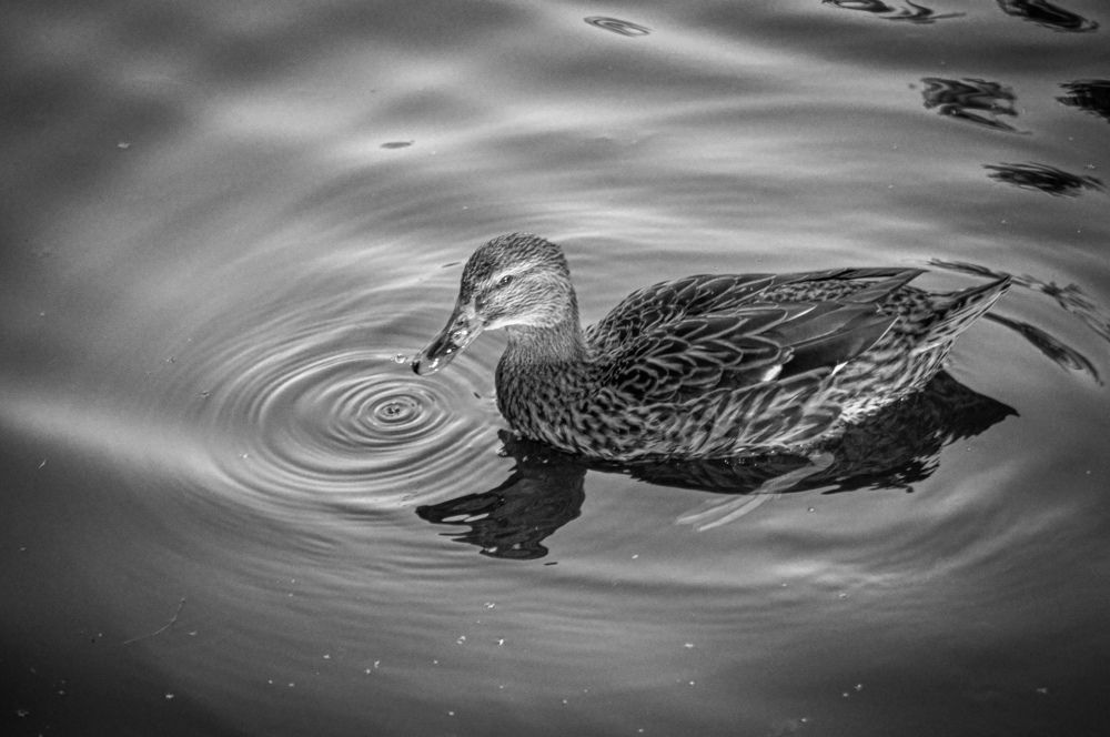 Photograph by Pavel Dimitrov