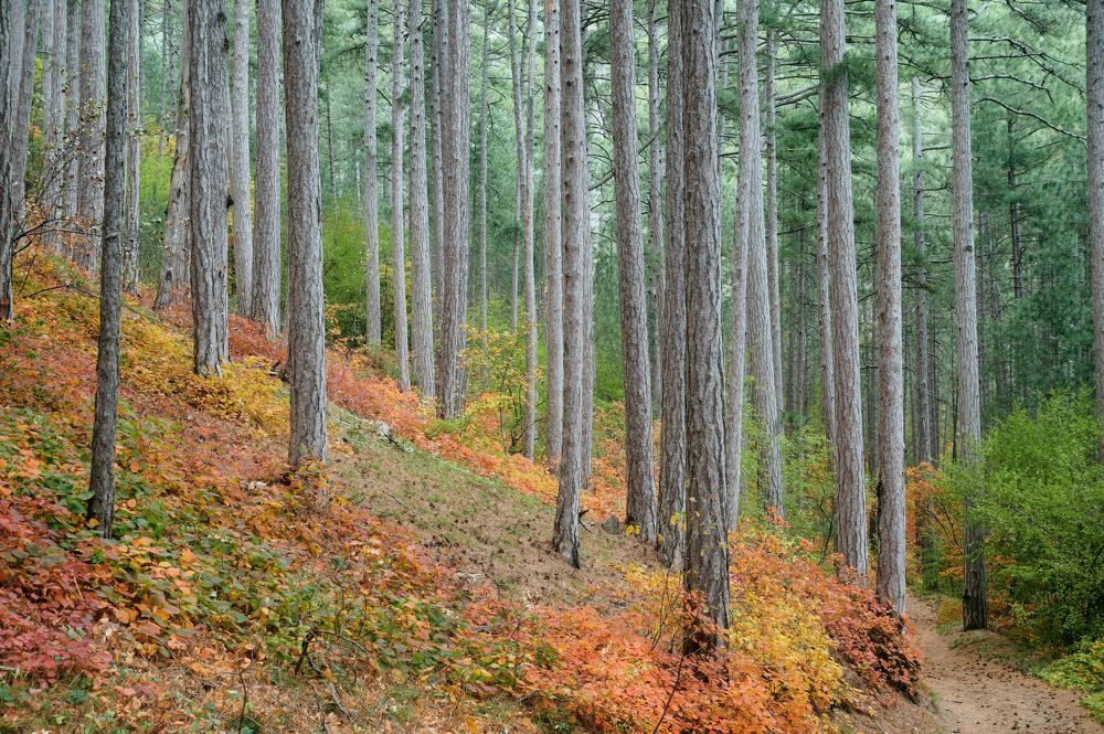 Photograph by Андрей Прищепин