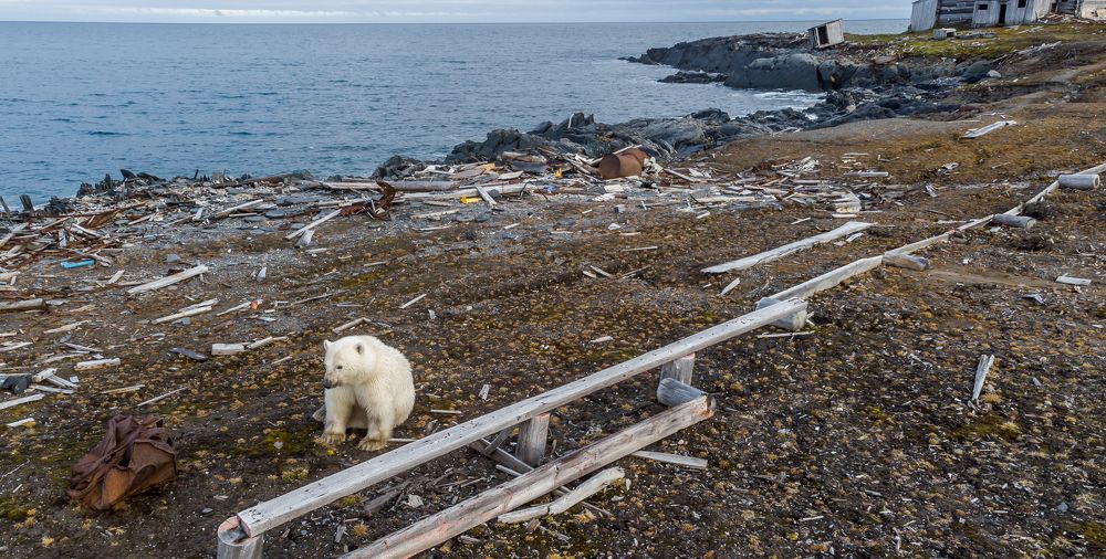 Грязная арктика и Мишка