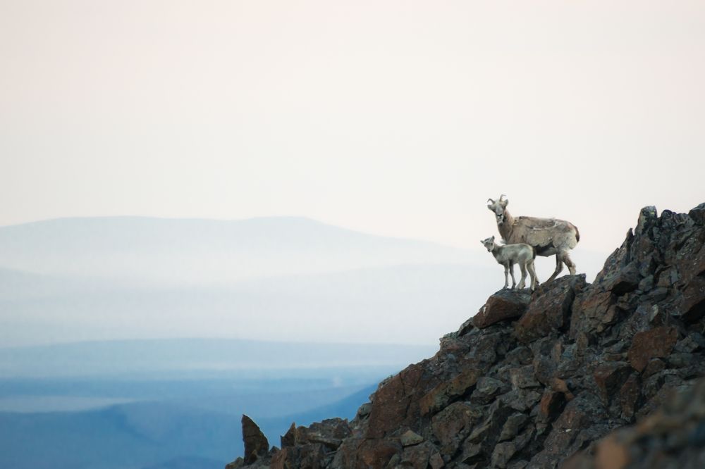 Здраствуй человек