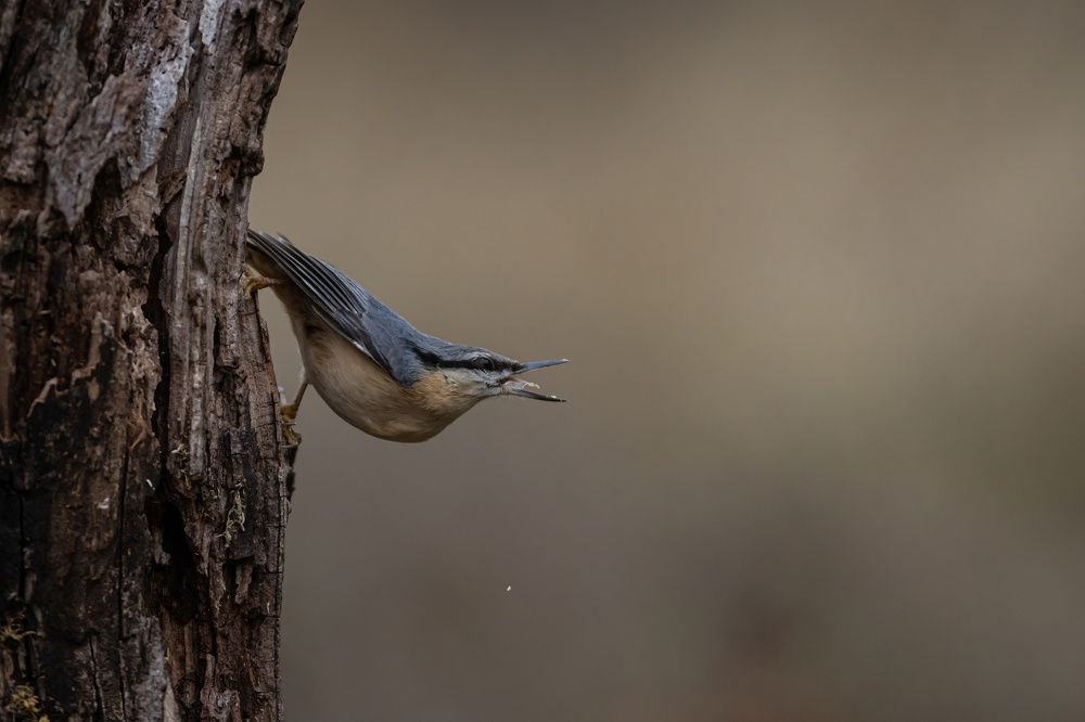Photograph by Nikolay Stoyanov
