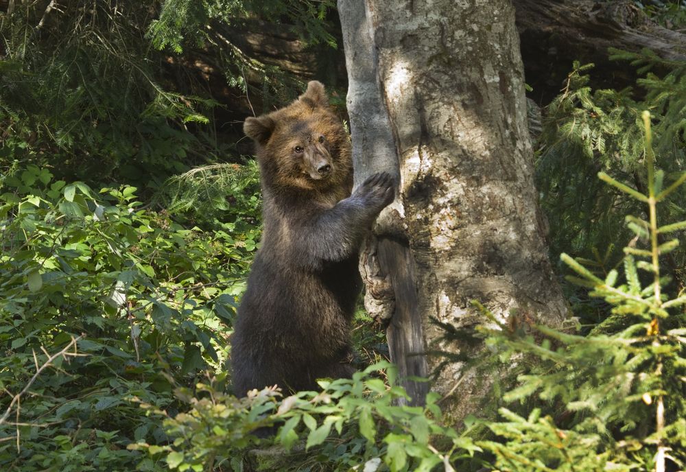 Фотография автора Гусар Александр