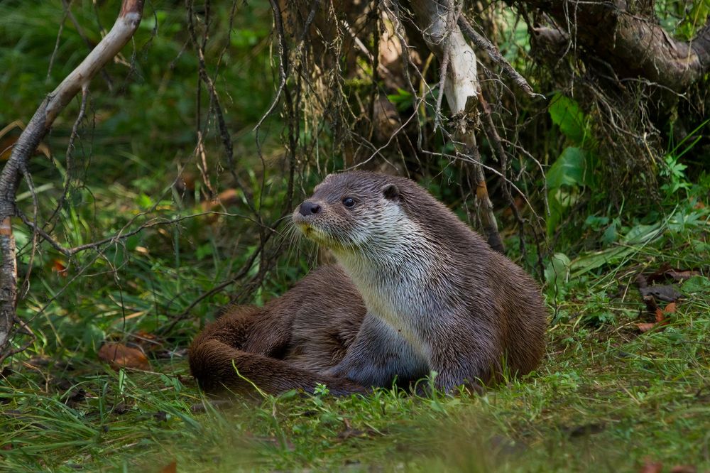 Фотография автора Гусар Александр