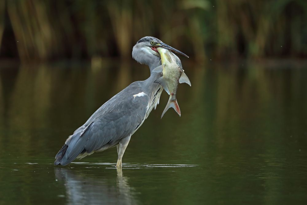 Фотография автора Гусар Александр
