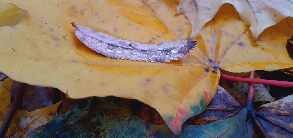 Photograph by Евгения Ульянова