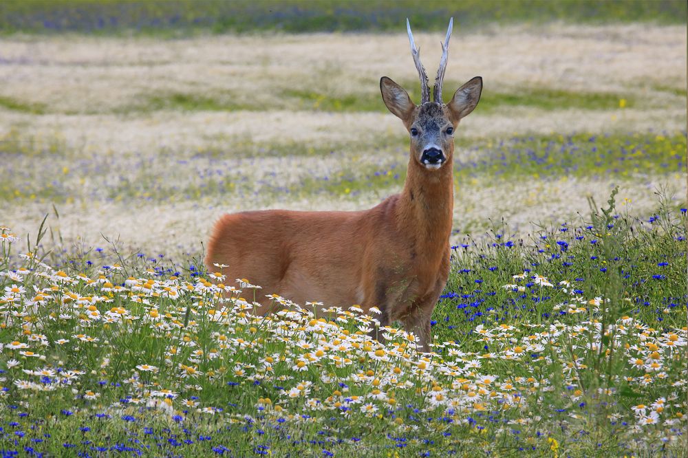 Красавец на ромашковом поле.