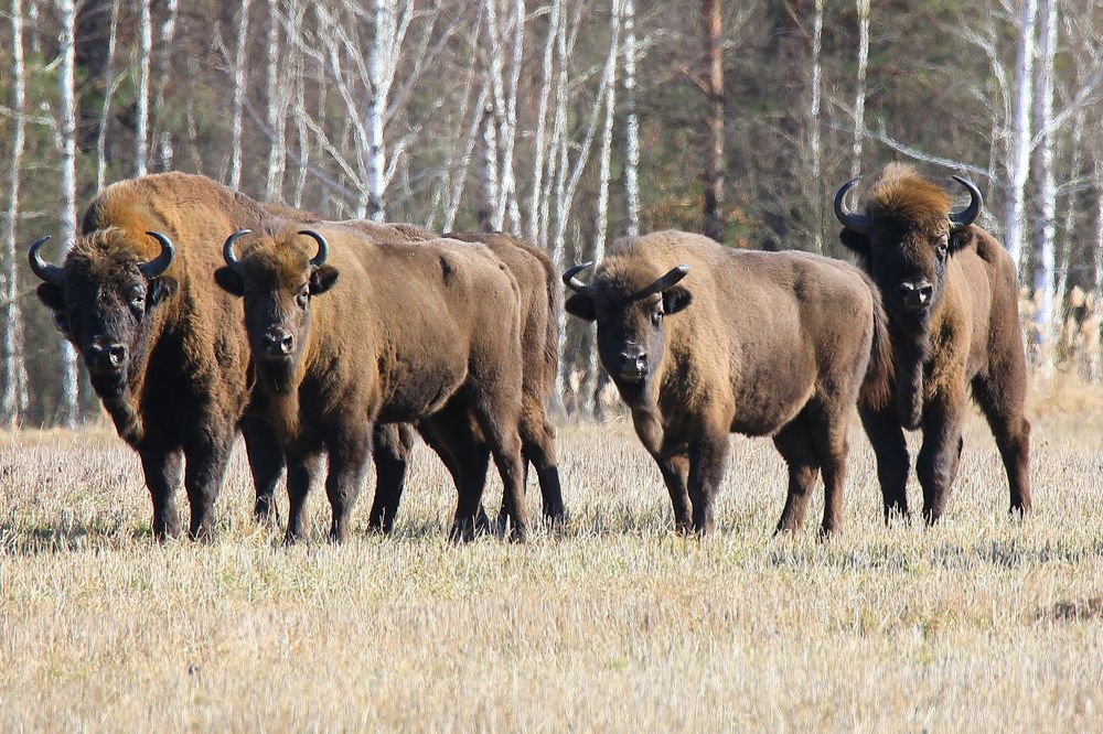 Гиганты полесья.