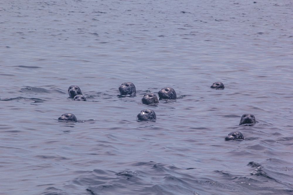 Любопытные нерпы