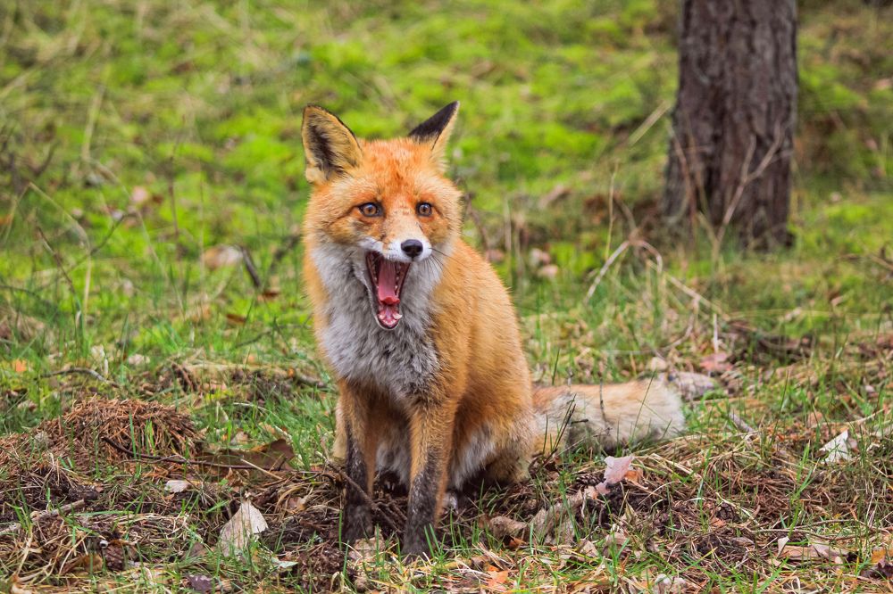 Photograph by Нурида Сорокоумова