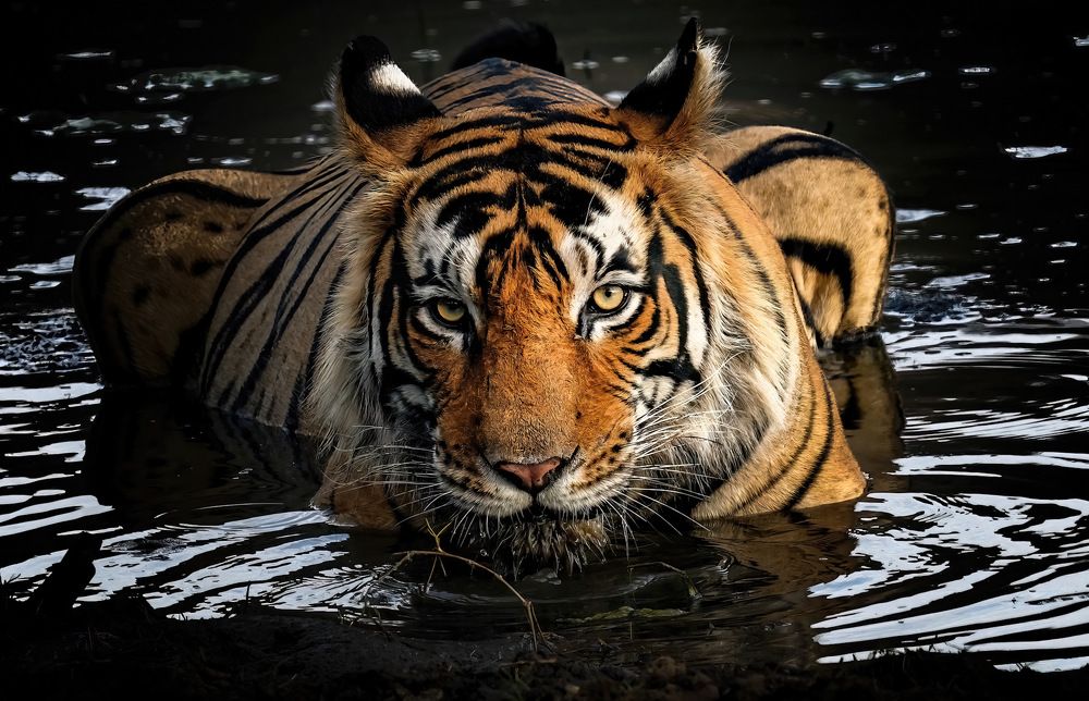 Photograph by Nitin Baste