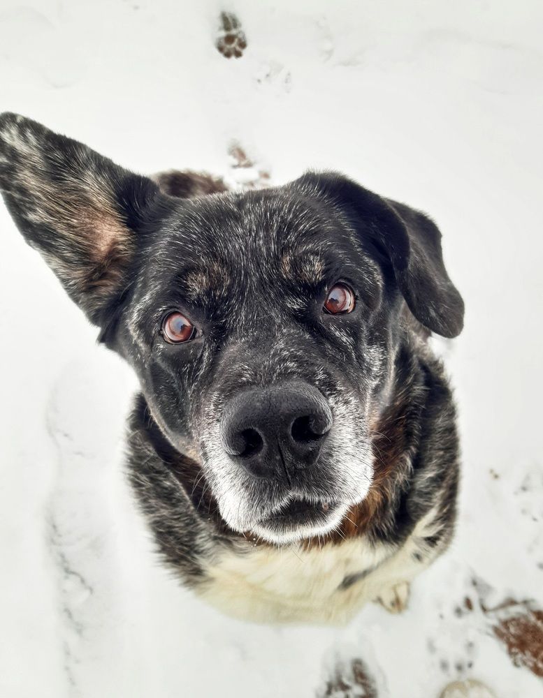 Мой любимчик