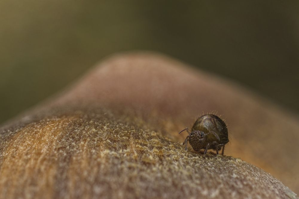 Planet Mushroom & Lonely springtail