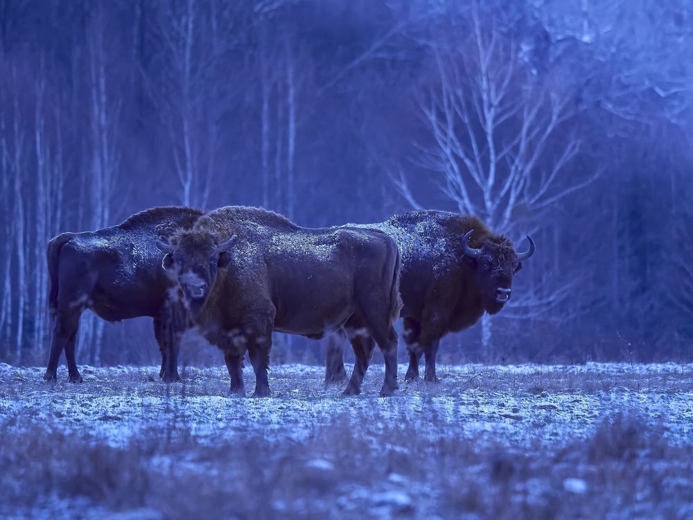 Photograph by Peter Hrubovsky